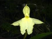 Roscoea cautiloides